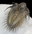 Comura Trilobite - Incredible Flying Preparation! #40588-2